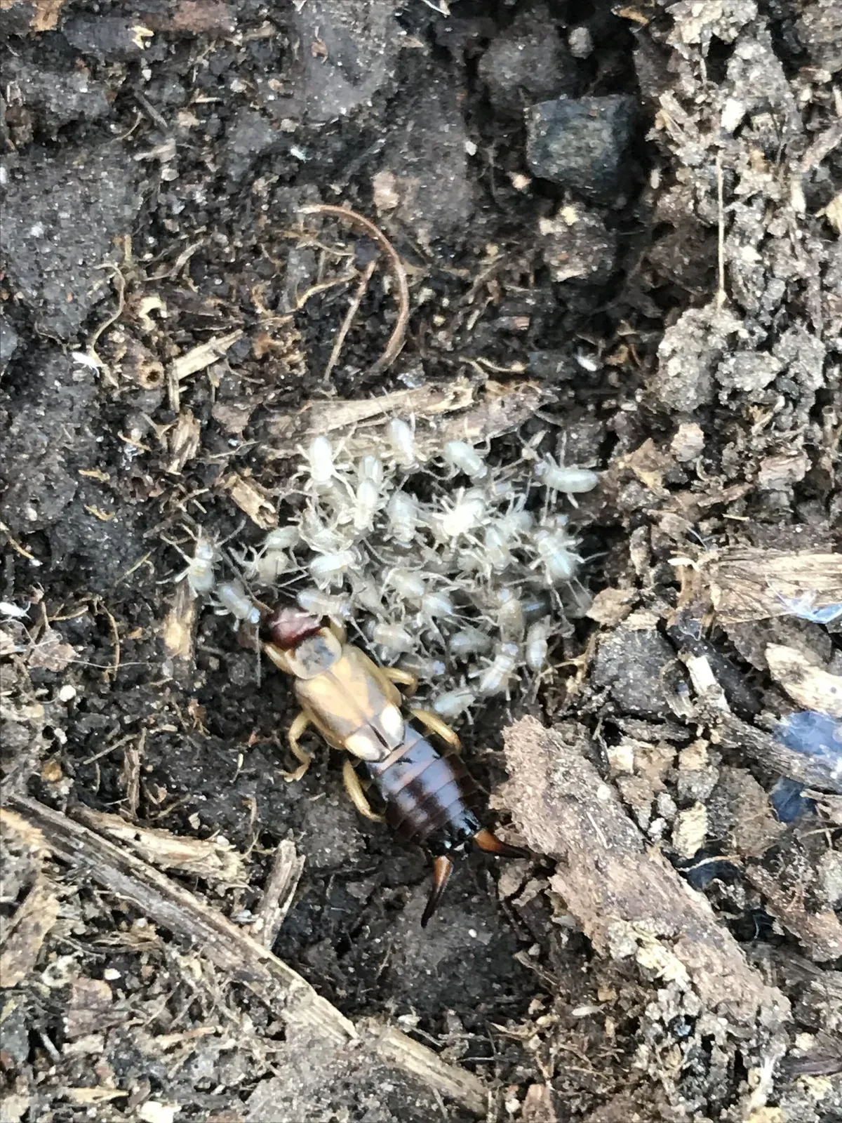 A female earwig in garden soil beside a cluster of pale, newly hatched nymphs