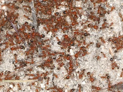 Dozens of red imported fire ants of mixed sizes swarming over sandy soil