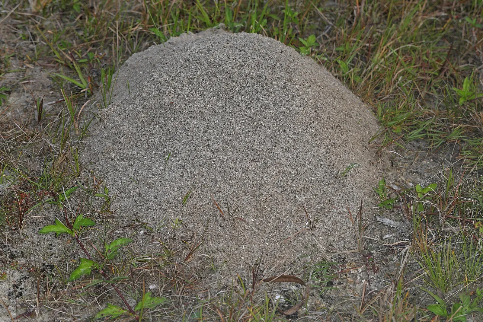 A domed fire ant mound of loose, crumbly soil in short grass, with no opening on top