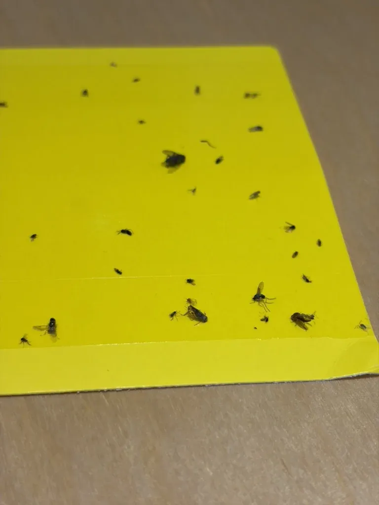 Yellow sticky fly boards covered in fruit flies and house flies on a restaurant counter