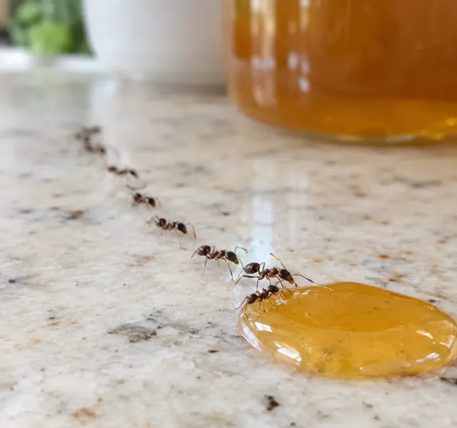 Ants