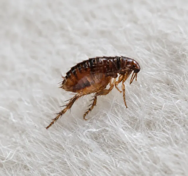 Fleas