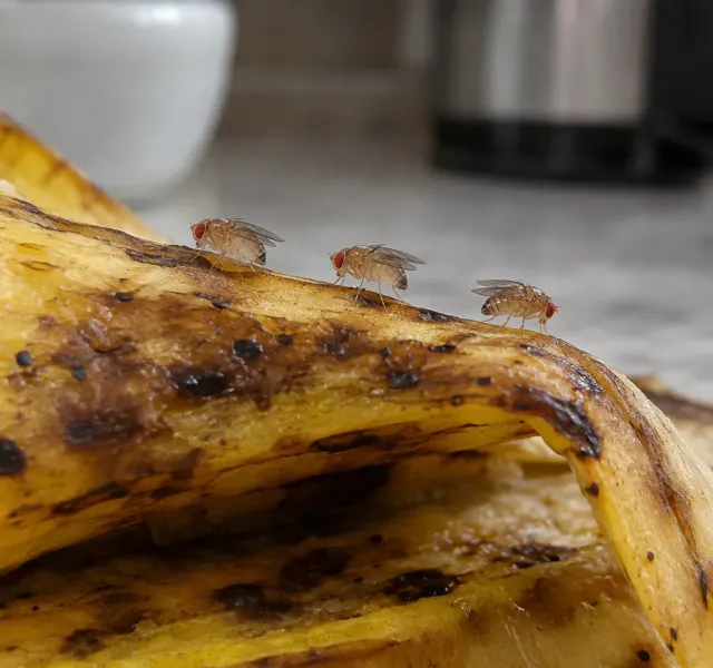 Fruit flies & gnats