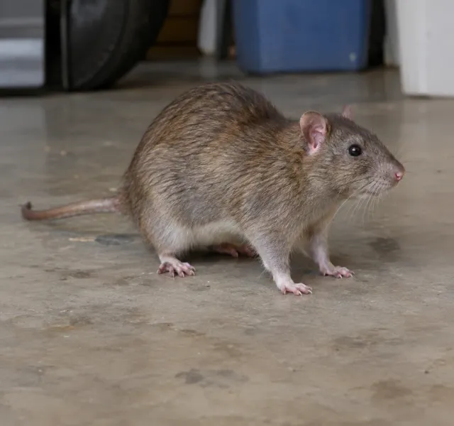 Rats