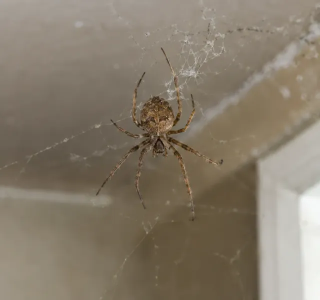 Spiders
