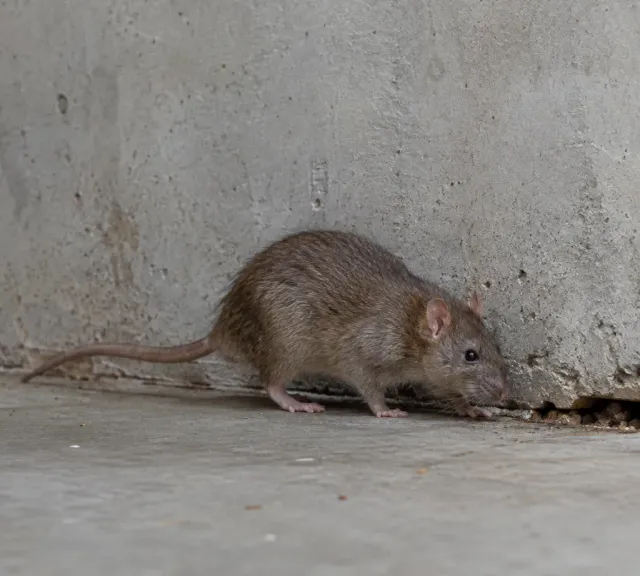 A brown Norway rat by a basement wall