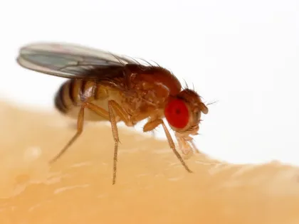 A tan fruit fly with bright red eyes feeding on a piece of banana
