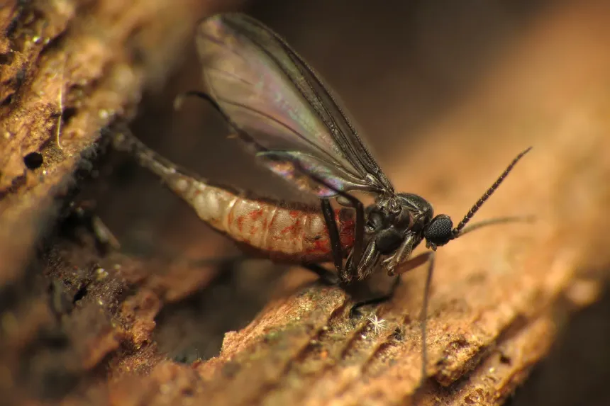 A dark-winged fungus gnat with long legs and antennae resting on damp wood