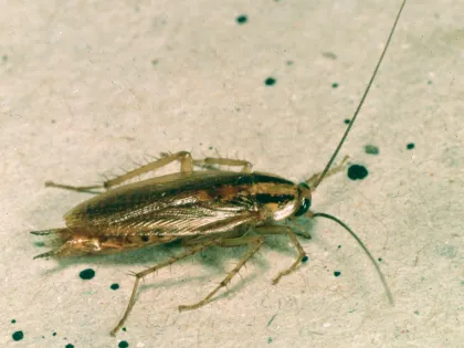 A German cockroach seen from above, light brown with two dark stripes behind its head and long antennae