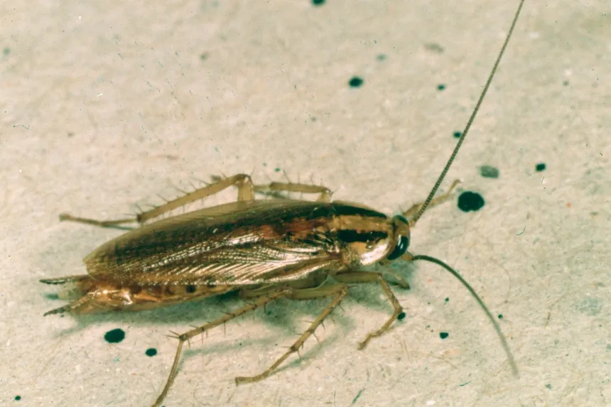 A German cockroach seen from above, light brown with two dark stripes behind its head and long antennae