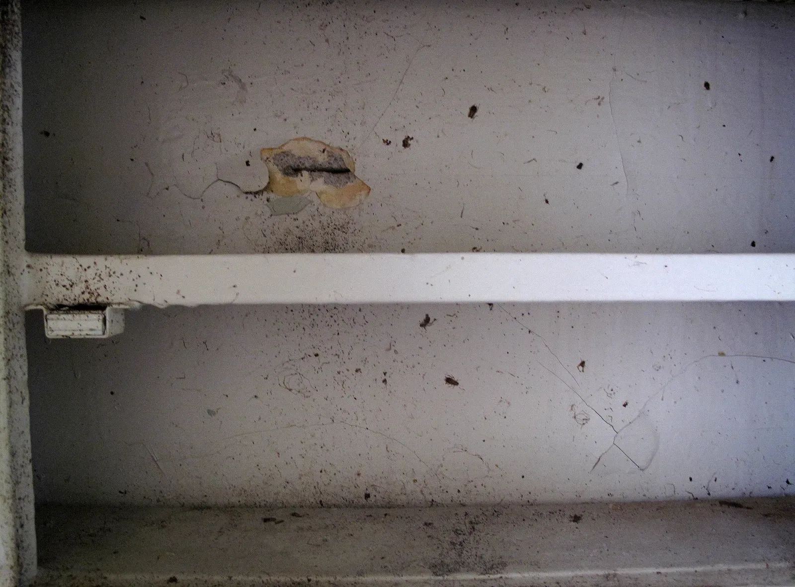 Inside a kitchen cabinet, a hole in the wall surrounded by dark pepper-like droppings and a few cockroaches