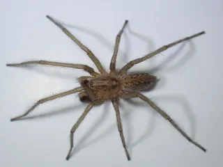 A hobo spider seen from above, brown with long plain legs and a chevron pattern on its abdomen