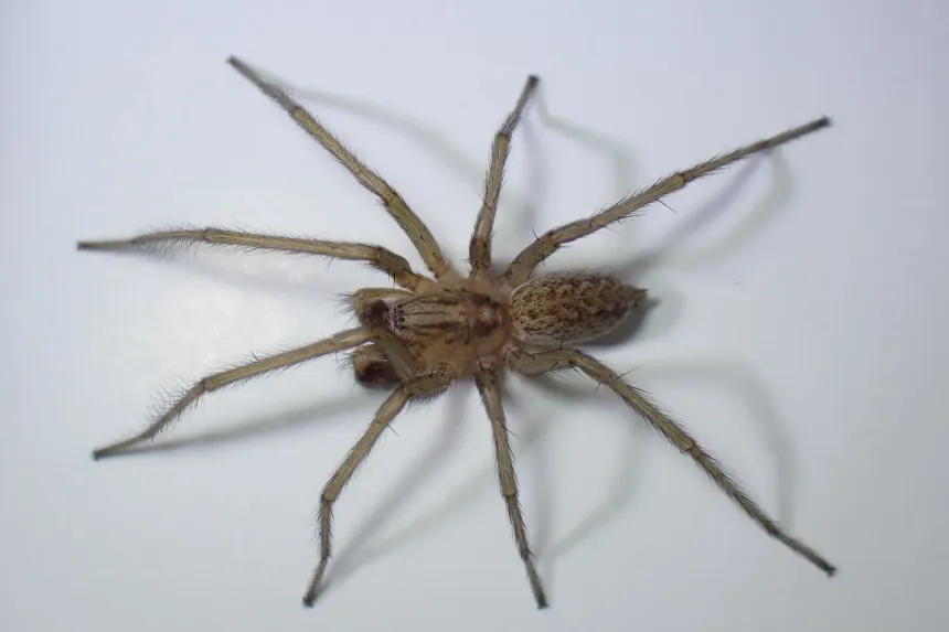 A hobo spider seen from above, brown with long plain legs and a chevron pattern on its abdomen