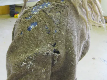 A wool jacket eaten through by clothes moths, with ragged holes and loose fibers across the shoulder