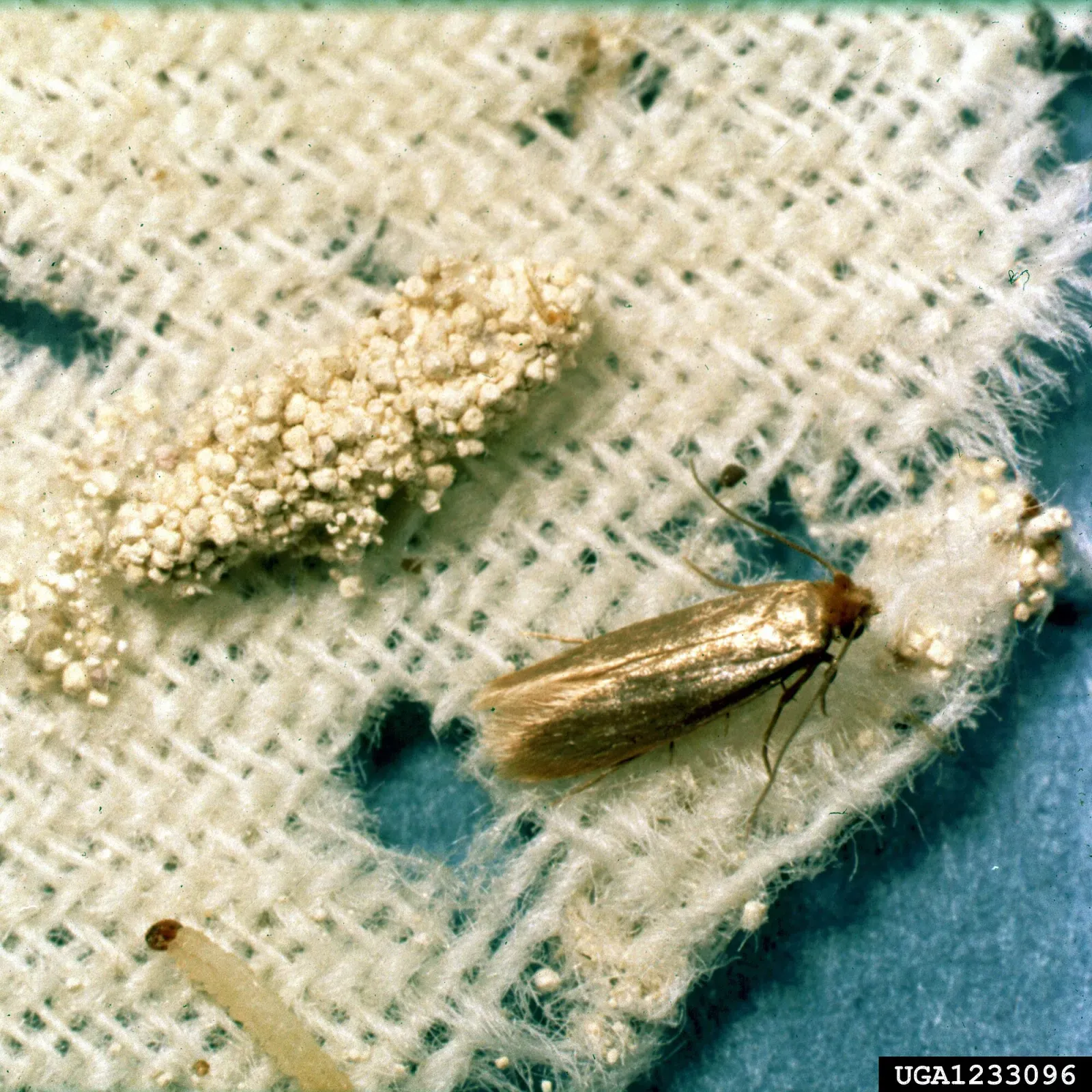 A webbing clothes moth and its larva on chewed wool fabric, next to a clump of pale frass