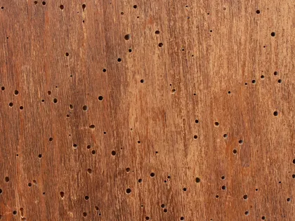 A wooden surface peppered with dozens of small round exit holes left by wood-boring beetles