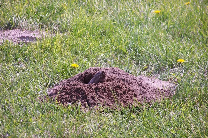 A fresh pocket gopher mound of loose soil in a grassy lawn, with the plugged hole at one side