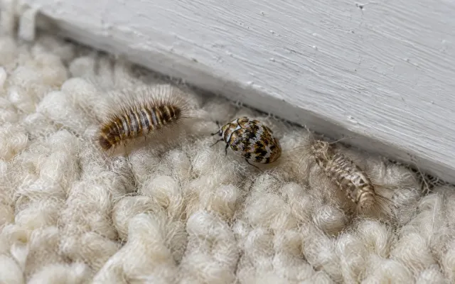 Carpet beetles