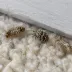 Carpet beetles