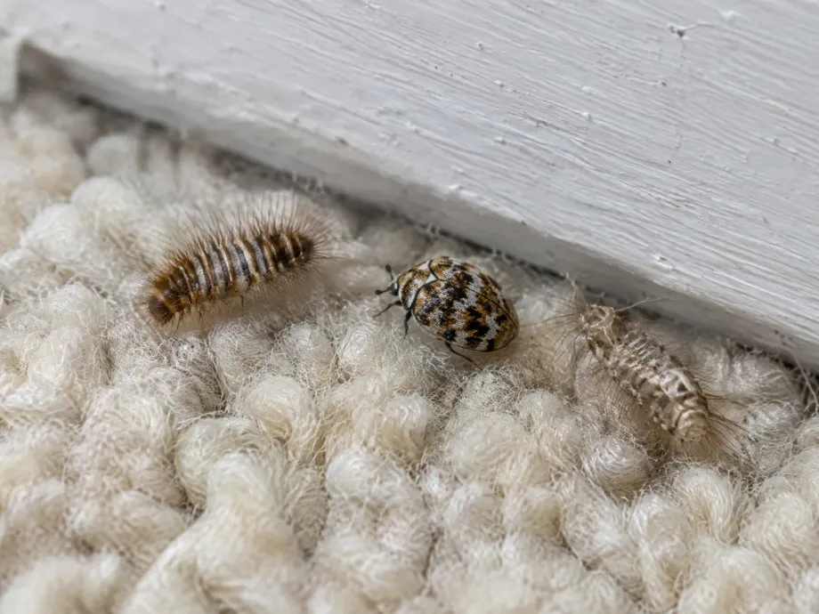 A carpet beetle larva, an adult beetle and a shed skin on a wool carpet by a baseboard
