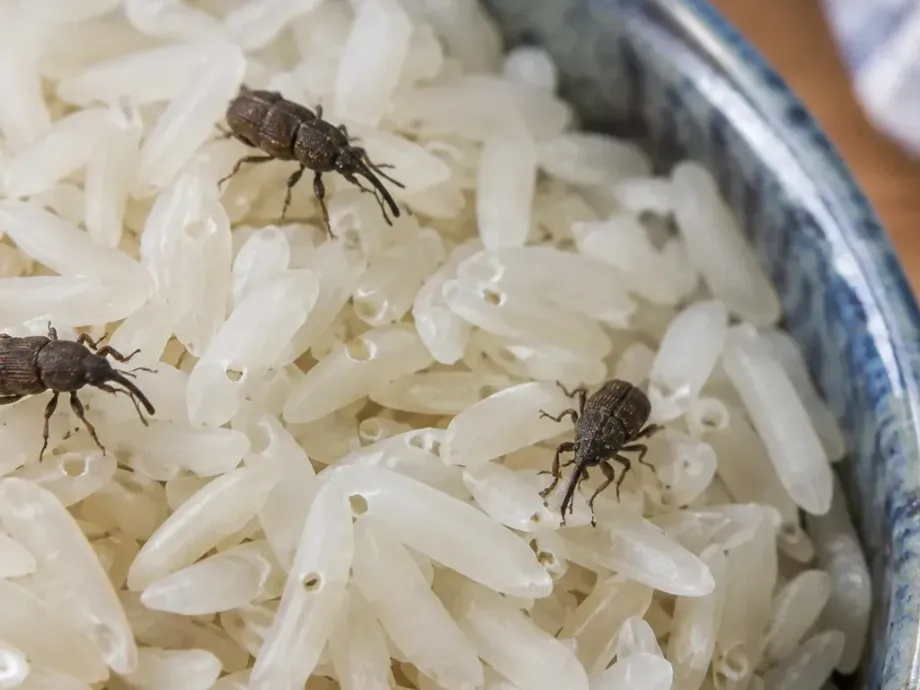 Small dark weevils with long snouts crawling on uncooked white rice in a bowl