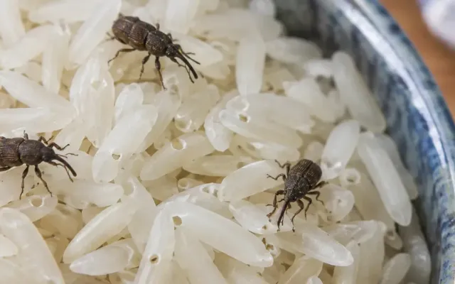 Pantry beetles & weevils