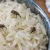Pantry beetles & weevils