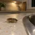 Cockroaches
