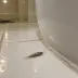 Silverfish