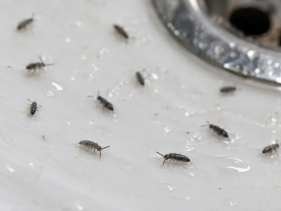 Tiny gray springtails on a wet white sink near the drain