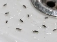 Springtails