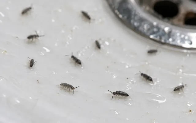 Springtails