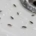 Springtails
