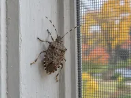 Stink bugs
