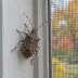 Stink bugs