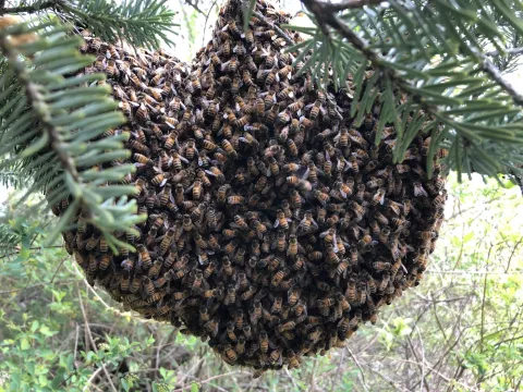 A dense cluster of honey bees hanging from a fir tree branch