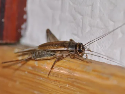 A light brown house cricket with long antennae standing on a wooden ledge indoors
