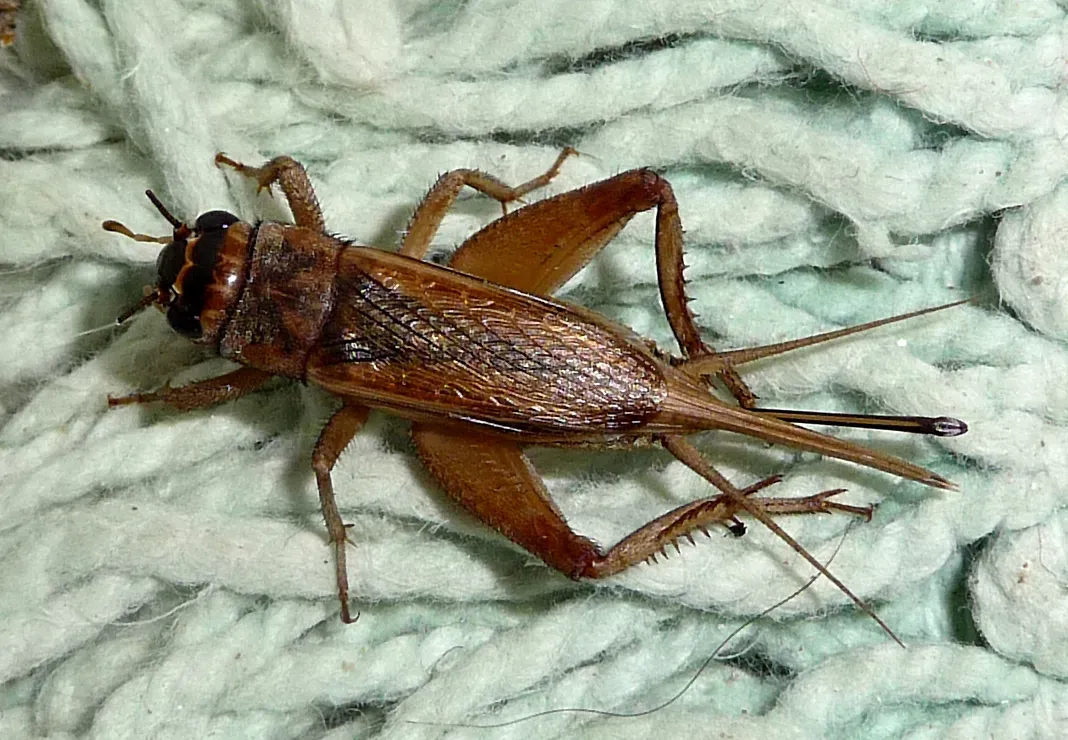 A house cricket resting on a pale green knitted rug
