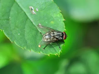 A gray house fly on a green leaf, showing the dark stripes on its back and red eyes