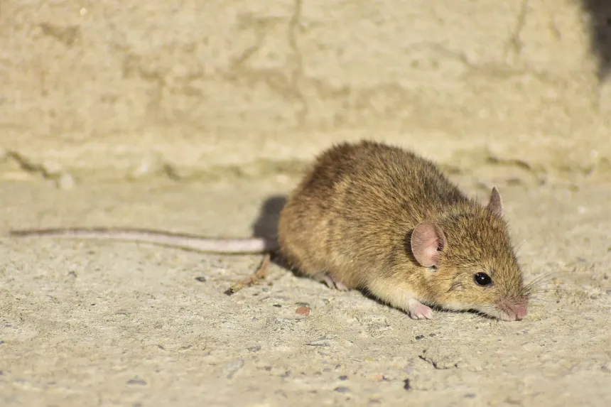 A small gray-brown house mouse with large ears and a long, thin, nearly bare tail