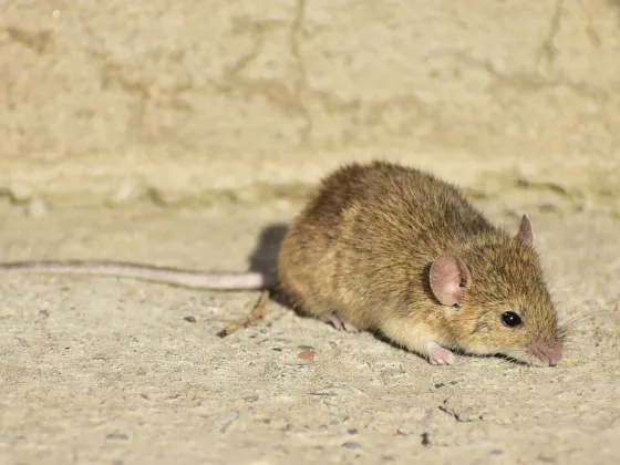 Photo: Amirekul, CC BY-SA 4.0, via Wikimedia Commons House mouse
