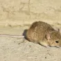 A house mouse