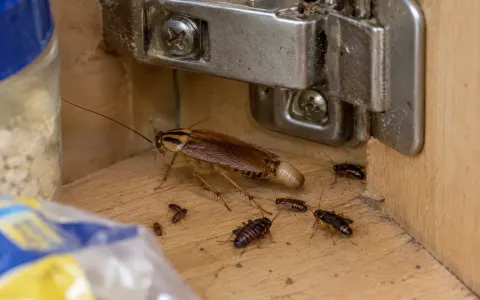 Illustration: an adult German cockroach carrying a tan egg case, with several small nymphs of different sizes, in a kitchen cabinet hinge.
