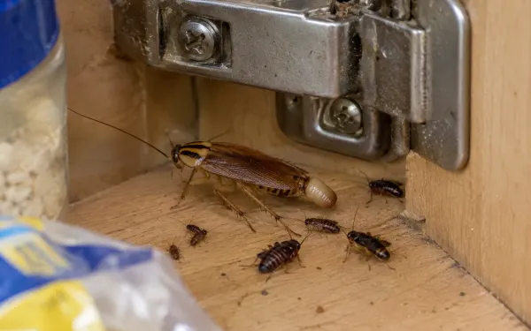 Illustration: an adult German cockroach carrying a tan egg case, with several small nymphs of different sizes, in a kitchen cabinet hinge.