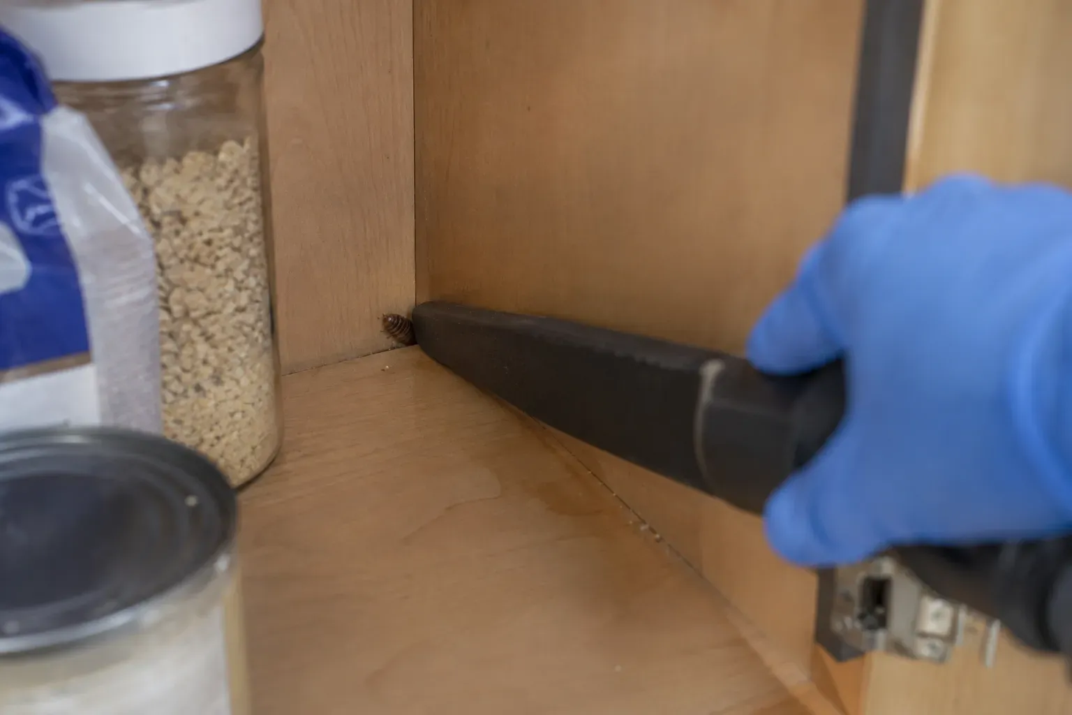 A gloved hand using a vacuum crevice tool on a small brown cockroach egg case stuck in the corner of a kitchen cabinet