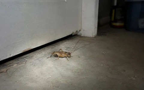 Illustration: a light brown house cricket on a concrete basement floor beside a door at night, lit by a flashlight beam.