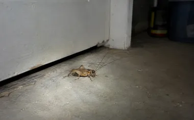 Illustration: a light brown house cricket on a concrete basement floor beside a door at night, lit by a flashlight beam.