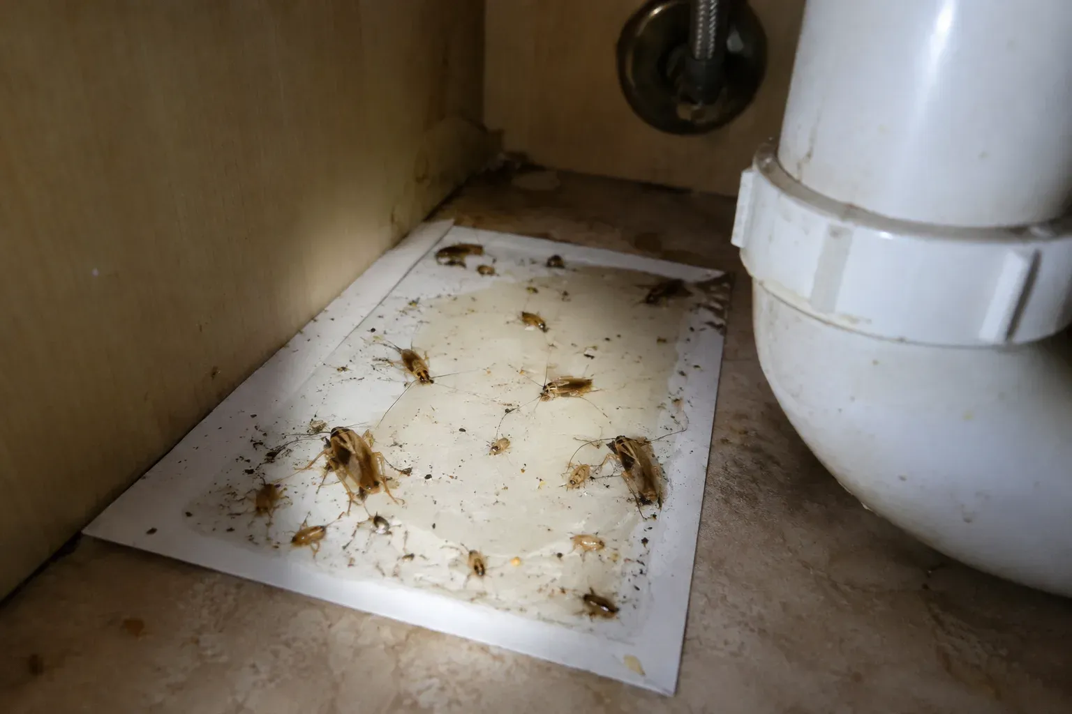 A sticky trap at the back of an under-sink cabinet with German cockroaches of several sizes stuck to it