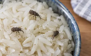 A bowl of uncooked white rice with three small dark brown weevils with long snouts crawling on the grains.