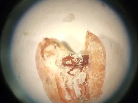 A wheat kernel split open under a magnifier, with a young adult granary weevil inside it